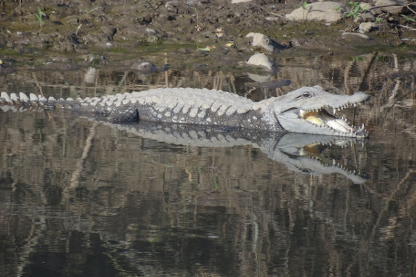 Le parc national d’Awash en Éthiopie-2-2