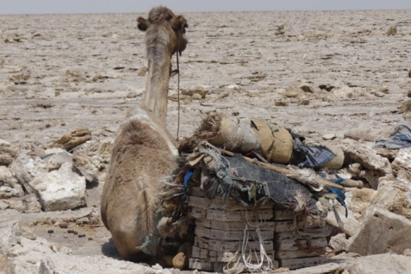 L'Afar ses volcans et caravanes du sel-2-1