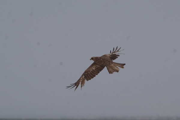 La photographie des oiseaux-2-1