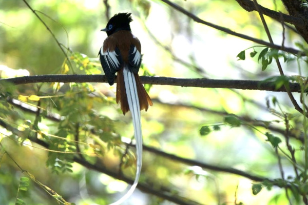 La photographie des oiseaux-2-2