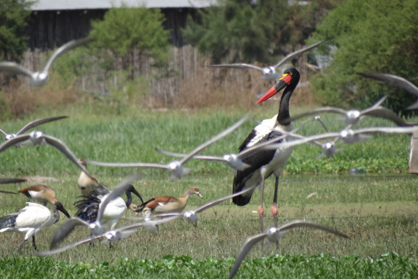 Bird photography-2-3