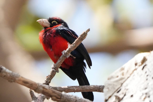 La photographie des oiseaux-2-2