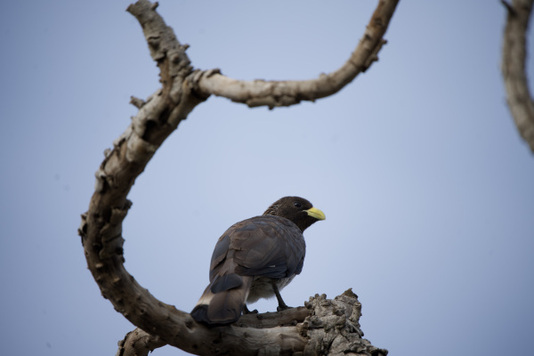 La photographie des oiseaux-2-3