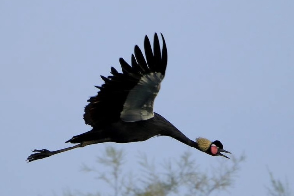 La photographie des oiseaux-2-2