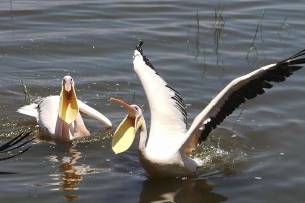 La photographie des oiseaux-2-3