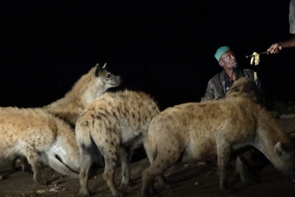 The holy city Harar-2-1