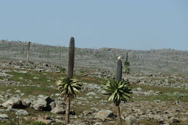 Bale Mountains National Park-2-2