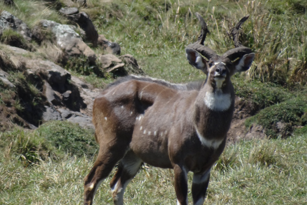 Le parc national des montagnes du Bale-2-1