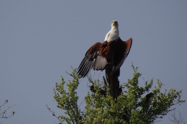 Le parc national de Nechisar et lac Chamo-2-1