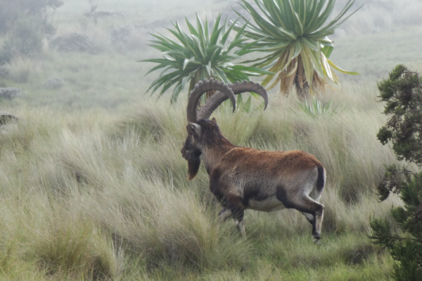 Le parc national du Simien-2-1