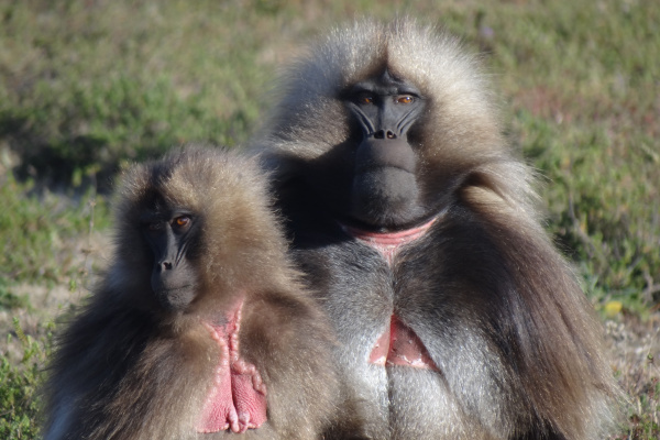 Le parc national du Simien-2-2