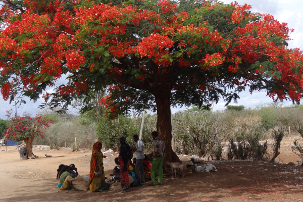 Grand tour of Ethiopia or the odyssey on Ethiopian land