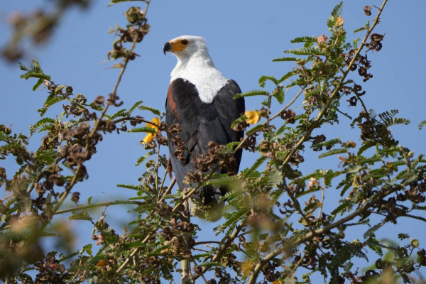 Ornithologie et observation des oiseaux d'Ethiopie