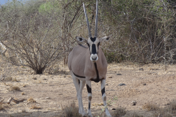 Le parc d'Awash et Harar