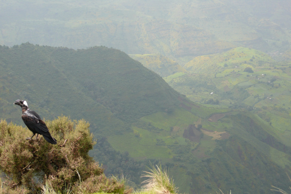 Ethiopian churches and incursion into Simien