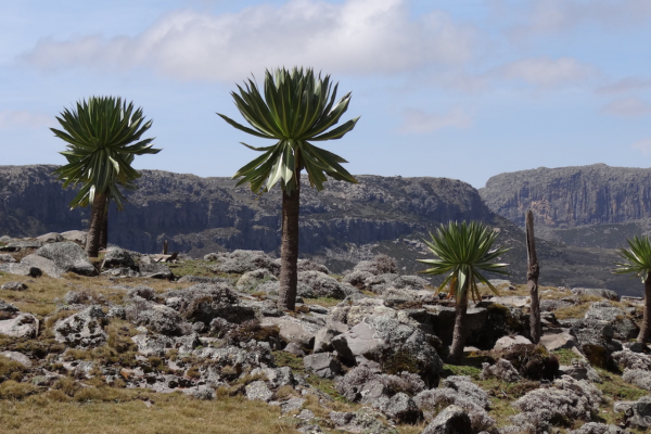 Exceptional trekking in Ethiopia between Simien and Bale