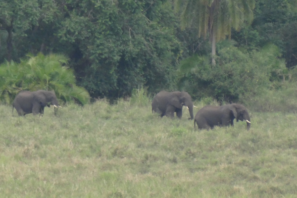 Chebera Churchura National Park