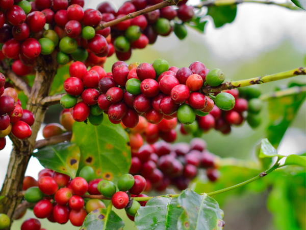 L'origine du café est en Ethiopie