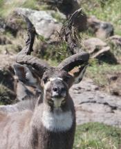 The Bale Mountains