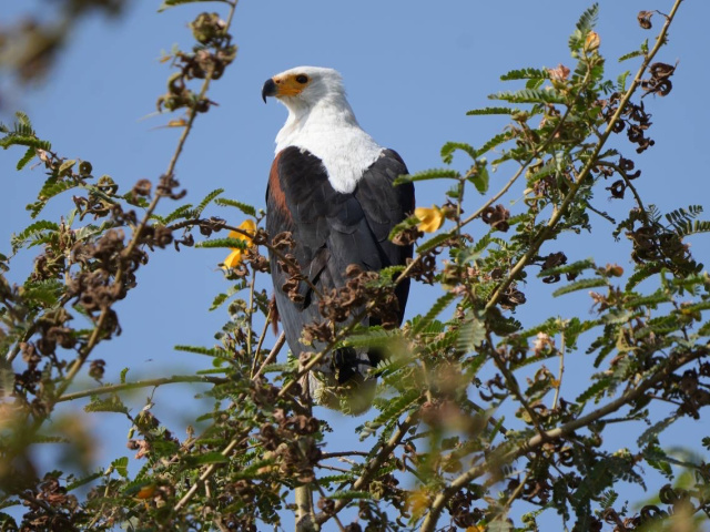 Ornithologie et observation des oiseaux d'Ethiopie