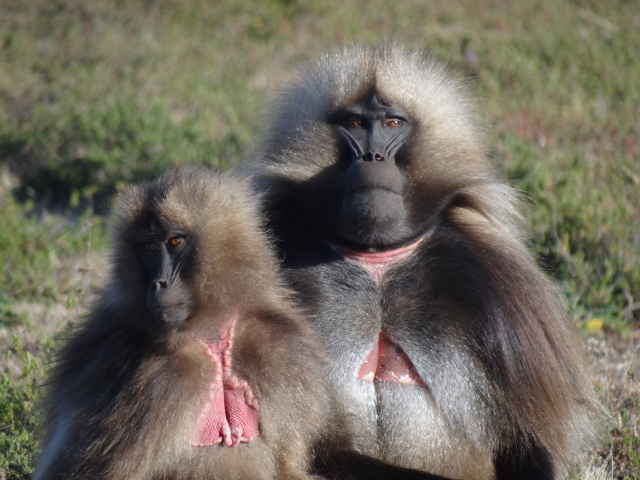 Trekking in the Simien Mountains