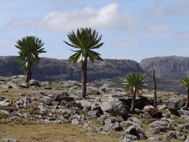 Exceptional trekking in Ethiopia between Simien and Bale