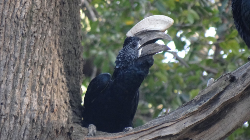 La photographie des oiseaux