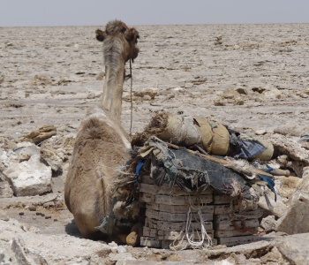 Désert du Danakil Erta Ale et Dallol-1