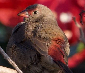 Ornithologie et observation des oiseaux d'Ethiopie-1