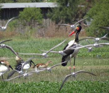 Ornithology and bird watching of Ethiopia-2