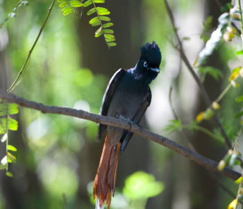 Ornithology and bird watching of Ethiopia-4