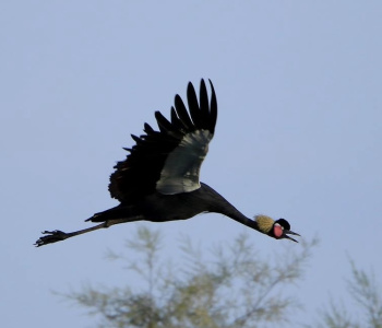 Ornithologie et observation des oiseaux d'Ethiopie-3