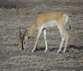 Awash Park and Harar-2