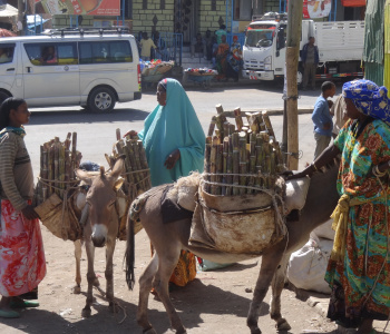 Le parc d'Awash et Harar-3