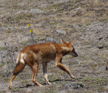 The parks and lakes of southern Ethiopia-1