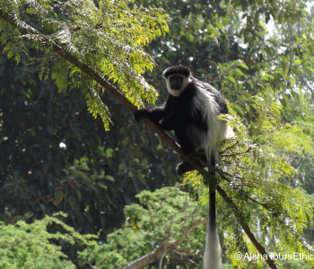 The parks and lakes of southern Ethiopia-4