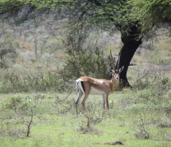 The parks and lakes of southern Ethiopia-3