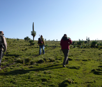 Trekking dans les montagnes du Simien-1