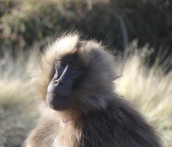 Exceptional trekking in Ethiopia between Simien and Bale-4