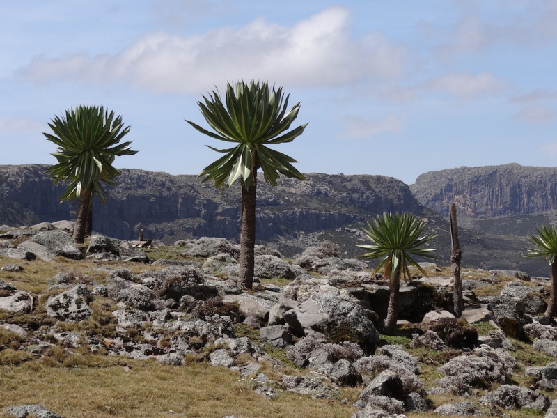 Ethiopia