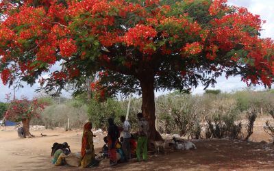 Grand tour of Ethiopia or the odyssey on Ethiopian land