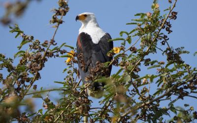 Ornithology and bird watching of Ethiopia