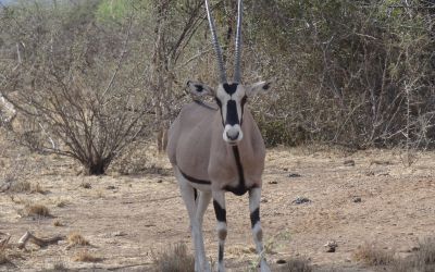 Le parc d'Awash et Harar