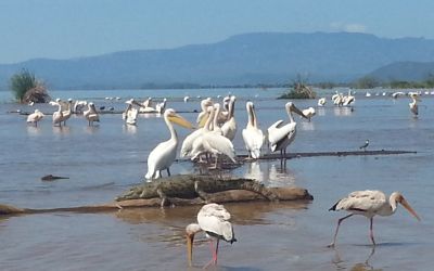 Nechisar Park and lakes between relaxation and culture