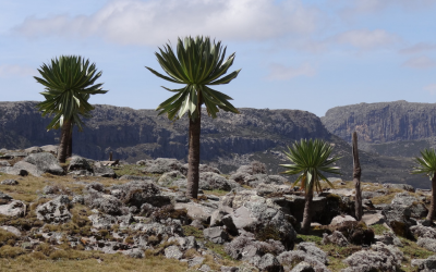 Exceptional trekking in Ethiopia between Simien and Bale