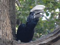 La photographie des oiseaux